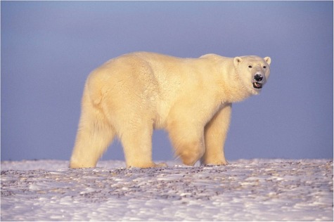 polar-bear-529638_1280